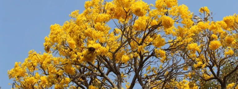 Golden Trumpet Tree Care